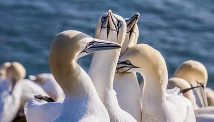 开云综合服务-男子仰泳铜牌到手令人振奋，男子仰泳世界纪录