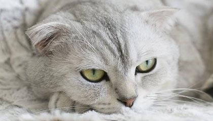 开云·体育全站登录地址-博卡防线缺乏整体横向协同，博卡防线缺乏整体横向协同功能