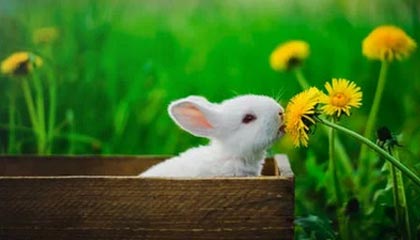 开云·体育全站登录地址-博卡防线缺乏整体横向协同，博卡防线缺乏整体横向协同功能